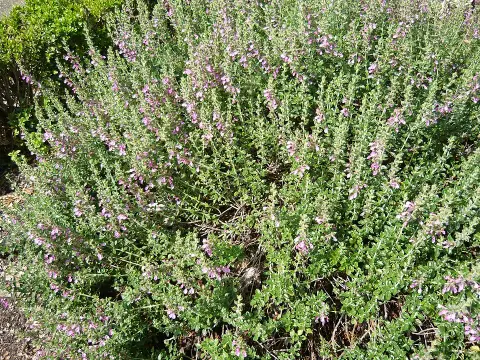 Gamandor / Teucrium × lucidrys  