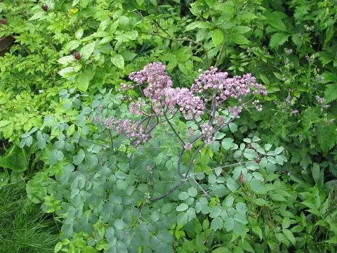 Borkóró / Thalictrum 'Elin'