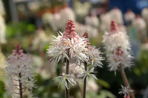 Turbántok / Tiarella 'Spring Symphony'®