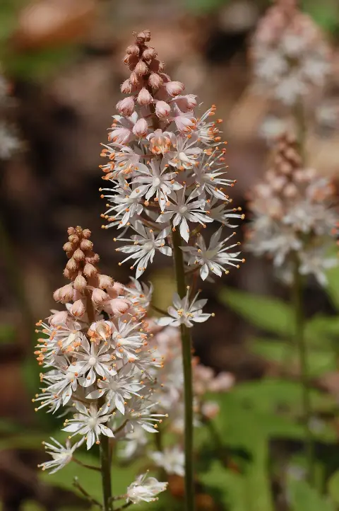 Karéjos turbántok / Tiarella wherryi