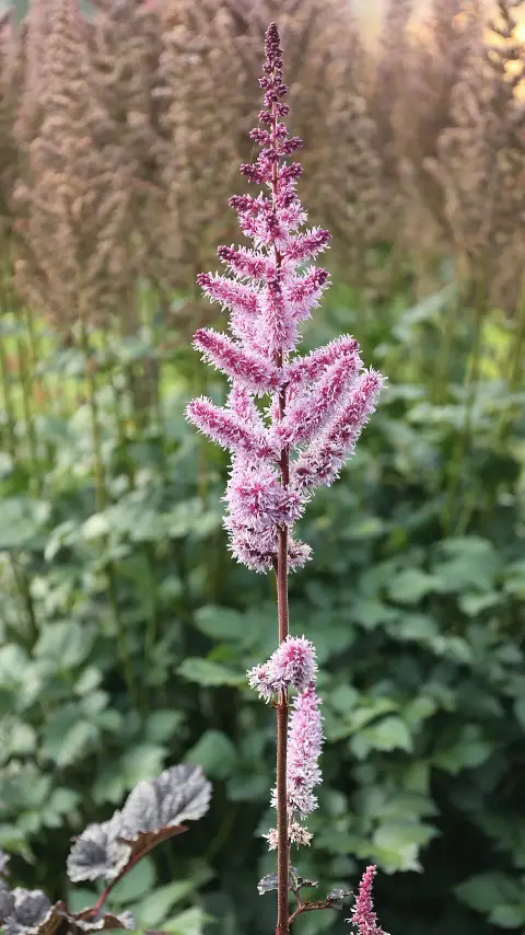 Tollbuga / Astilbe 'Dark Side of the Moon'