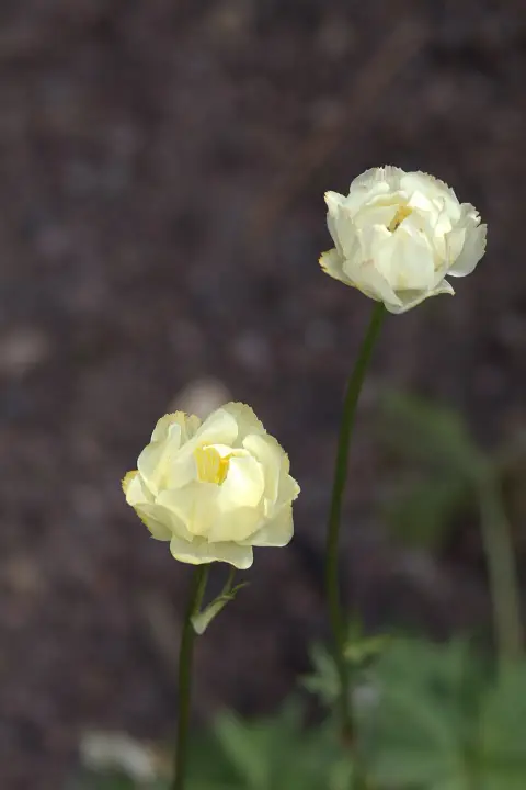 Kerti zergeboglár / Trollius × cultorum 'New Moon'