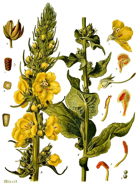 Ökörfarkkóró / Verbascum 'Cotswold Queen'