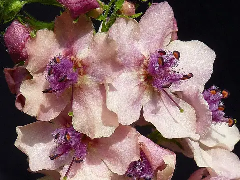Ökörfarkkóró / Verbascum 'Pink Domino'