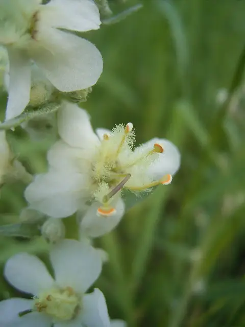 Ökörfarkkóró / Verbascum 'White Domino'