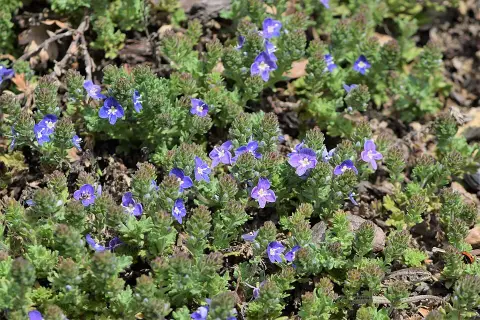 Veronika / Veronica 'Tidal Pool'