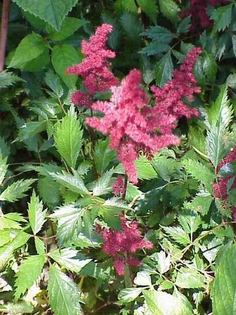 Tollbuga / Astilbe Younique 'Ruby Red'