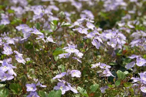 Veronika / Veronica 'Waterperry Blue'