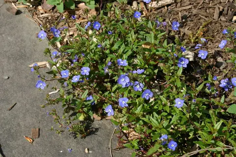 Kis-ázsiai Veronika / Veronica peduncularis (syn. umbrosa) 'Georgia Blue'