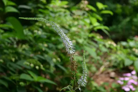 Szibériai veronika / Veronicastrum sibiricum 'Red Arrows'