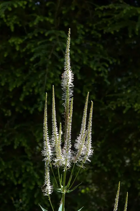 Virginiai veronika / Veronicastrum virginicum 'Album'