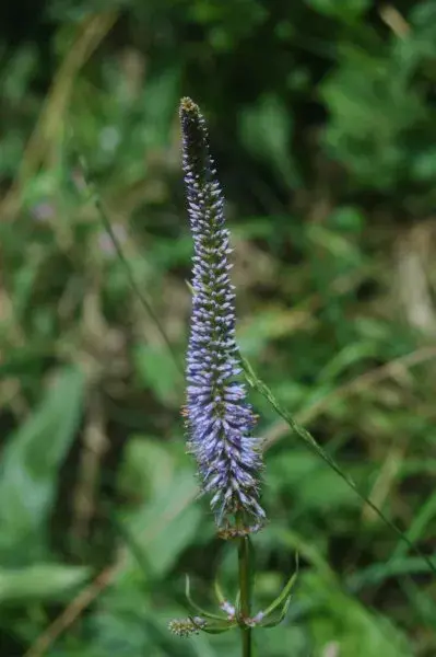Virginiai veronika / Veronicastrum virginicum 'Pink Glow'