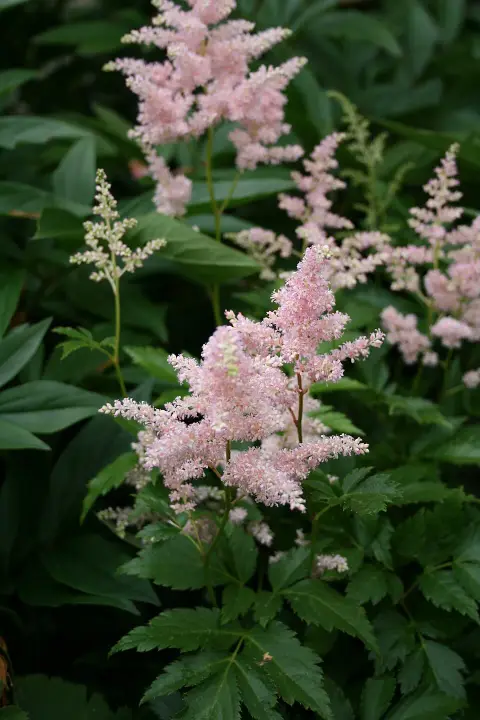 Japán tollbuga / Astilbe japonica 'Europa'