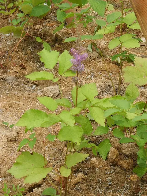 Kínai tollbuga / Astilbe rubra (syn. chinensis) 'Pumila'