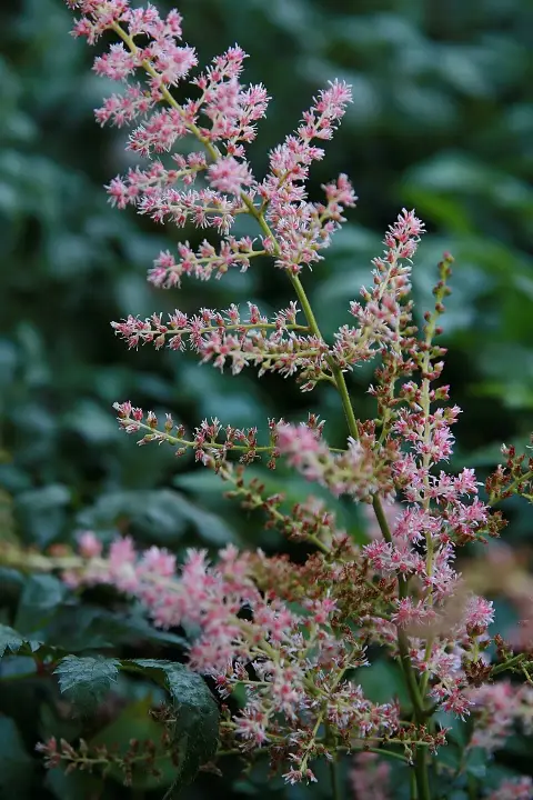 Tollbuga / Astilbe simplicifolia 'Hennie Graafland'