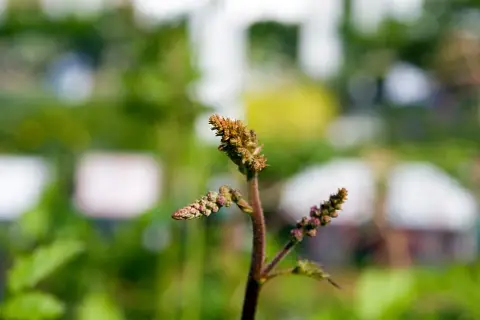 Erdei tollbuga / Astilbe thunbergii 'Straussenfeder'