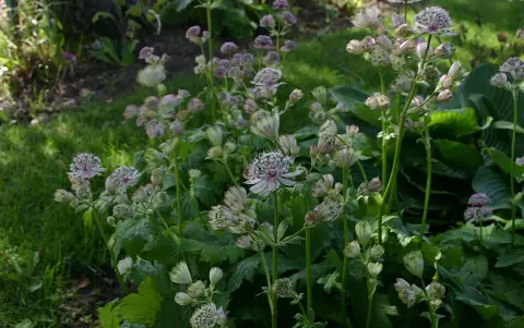 Nagy völgycsillag / Astrantia major SPARKLING STARS® 'Pink'