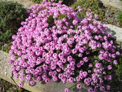 Örmény sulyoktáska / Aethionema armenum 'Warley Ruber'