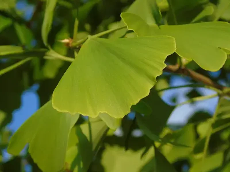 Fenyőfélék és örökzöldek
